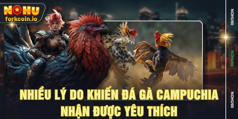 Nhiều lý do khiến đá gà Campuchia nhận được yêu thích Nhiều lý do khiến đá gà Campuchia nhận được yêu thích
